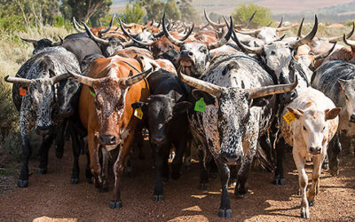 Vergelegen’s Nguni nursery welcomes a new generation